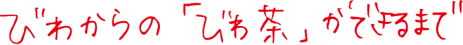 びわからの「びわ茶」ができるまで